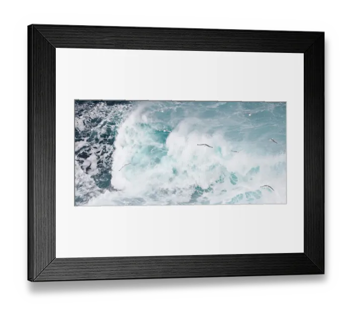 Framed Print : Kittiwakes (Rissa tridactyla) flying over surf, Vardo, Norway March Framed Print : Kittiwakes (Rissa tridactyla) flying over surf, Vardo, Norway March