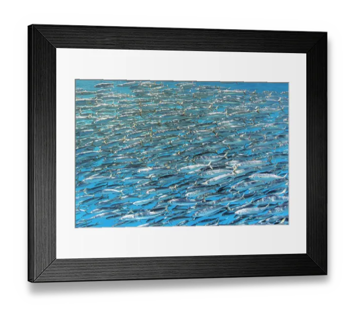 Framed Print : Sardine bait ball (Sardinops sagax) escaping Striped marlin (Tetrapturus audax) that is attempting to feed on them. West Coast of Baja California Peninsula, Mexico. Pacific Ocean Framed Print : Sardine bait ball (Sardinops sagax) escaping Striped marlin (Tetrapturus audax) that is attempting to feed on them. West Coast of Baja California Peninsula, Mexico. Pacific Ocean