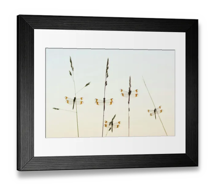 Framed Print : RF - Banded darter (Sympetrum pedemontanum) group of five resting, Netherlands, September Framed Print : RF - Banded darter (Sympetrum pedemontanum) group of five resting, Netherlands, September
