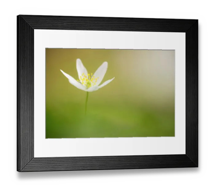 Framed Print : Wood anemone (Anemone nemorosa), Halsdon Wood Nature Reserve, near Torrington, Devon, England, UK, April Framed Print : Wood anemone (Anemone nemorosa), Halsdon Wood Nature Reserve, near Torrington, Devon, England, UK, April