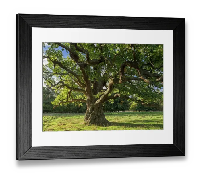 Framed Print : Centuries old English oak / pedunculate oak (Quercus robur) in late summer / autumn, Denmark. September 2018 Framed Print : Centuries old English oak / pedunculate oak (Quercus robur) in late summer / autumn, Denmark. September 2018