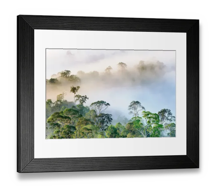 Framed Print : Mist hanging over Lowland Dipterocarp Rainforest just after sunrise. Danum Valley Conservation Area, Sabah, Borneo
