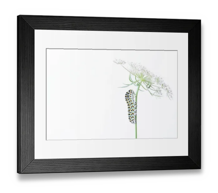Framed Print : Swallowtail butterfly (Papilio machaon) caterpillar on Wild carrot (Daucus carota) flowers. The Netherlands. August Framed Print : Swallowtail butterfly (Papilio machaon) caterpillar on Wild carrot (Daucus carota) flowers. The Netherlands. August