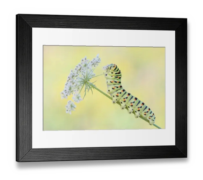 Framed Print : Swallowtail butterfly (Papilio machaon) caterpillar feeding on Wild carrot (Daucus carota) flowers. The Netherlands. August Framed Print : Swallowtail butterfly (Papilio machaon) caterpillar feeding on Wild carrot (Daucus carota) flowers. The Netherlands. August