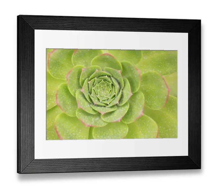 Framed Print : Succulent (Aeonium pseudourbicum) close up covered in dew, Tenerife, Canary Islands, Europe Framed Print : Succulent (Aeonium pseudourbicum) close up covered in dew, Tenerife, Canary Islands, Europe