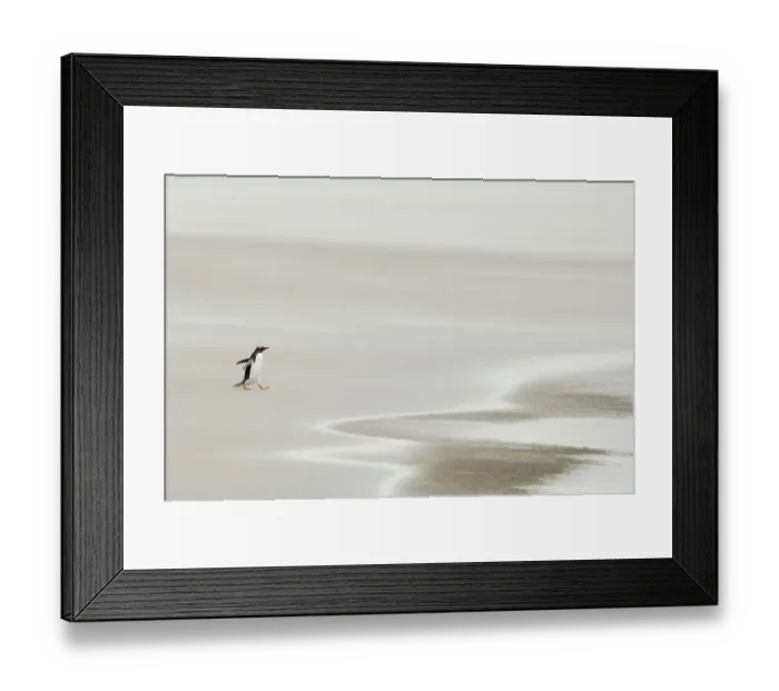 Framed Print : Gentoo Penguin {Pygoscelis papua} walking across sandy beach towards ocean, Falkland Islands Framed Print : Gentoo Penguin {Pygoscelis papua} walking across sandy beach towards ocean, Falkland Islands