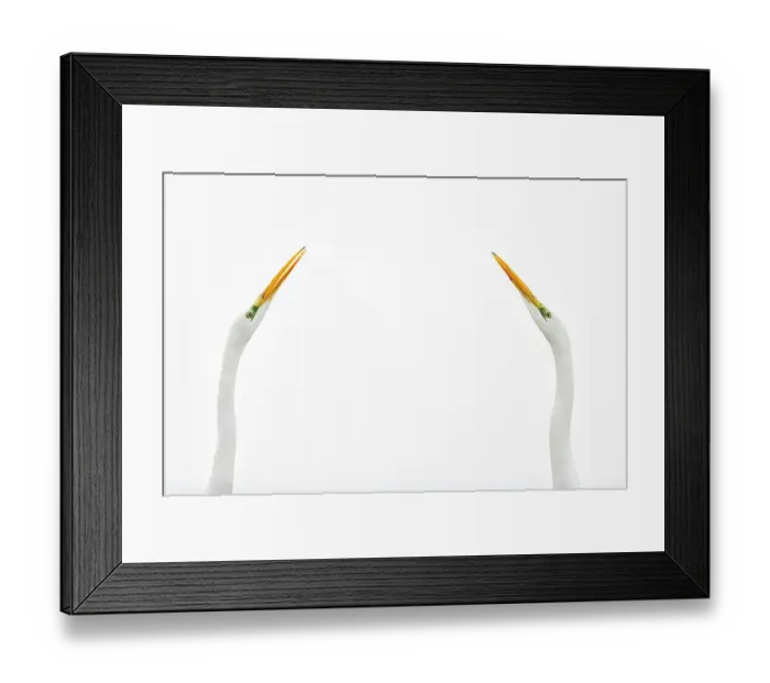 Framed Print : Two Great egrets (Ardea alba) face to face against white sky, Lake Csaj, Pusztaszer, Hungary. Winner of the Portfolio category of the Terre Sauvage Nature Images Awards competition 2015 Framed Print : Two Great egrets (Ardea alba) face to face against white sky, Lake Csaj, Pusztaszer, Hungary. Winner of the Portfolio category of the Terre Sauvage Nature Images Awards competition 2015