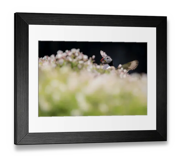 Framed Print : RF - Atlantic puffin (Fratercula arctica) among sea campion (Silene maritima), Skomer Island, Pembrokeshire, UK. May Framed Print : RF - Atlantic puffin (Fratercula arctica) among sea campion (Silene maritima), Skomer Island, Pembrokeshire, UK. May