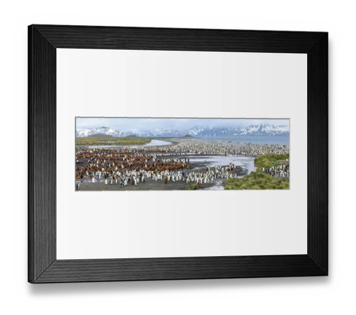 Framed Print : King penguins (Aptenodytes patagonicus) breeding colony with adults and juveniles, snowy mountains in background. Salisbury Plain, South Georgia. November 2018