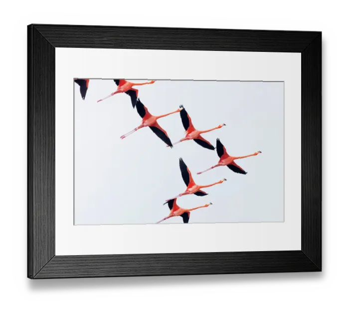 Framed Print : Caribbean flamingo (Phoenicopterus ruber) flying, Ria Celestun Biosphere Reserve, Yucatan Peninsula, Mexico, January Framed Print : Caribbean flamingo (Phoenicopterus ruber) flying, Ria Celestun Biosphere Reserve, Yucatan Peninsula, Mexico, January