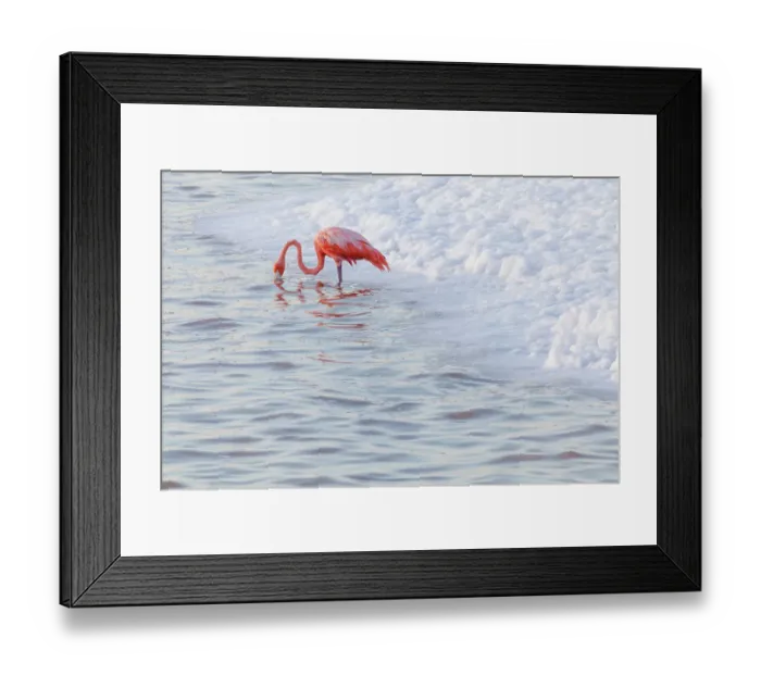 Framed Print : Caribbean flamingo (Phoenicopterus ruber) feeding in waves, Ria Lagartos Biosphere Reserve, Yucatan Peninsula, Mexico, August. Bookplate Framed Print : Caribbean flamingo (Phoenicopterus ruber) feeding in waves, Ria Lagartos Biosphere Reserve, Yucatan Peninsula, Mexico, August. Bookplate