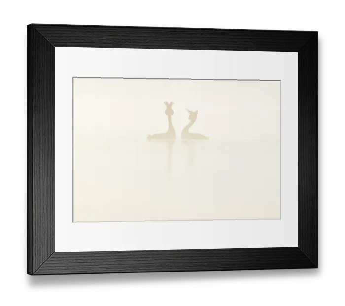 Framed Print : Great crested grebe (Podiceps cristatus) pair, courtship dance at dawn, Sierra de Grazalema Natural Park, Andalusia, Spain. April Framed Print : Great crested grebe (Podiceps cristatus) pair, courtship dance at dawn, Sierra de Grazalema Natural Park, Andalusia, Spain. April