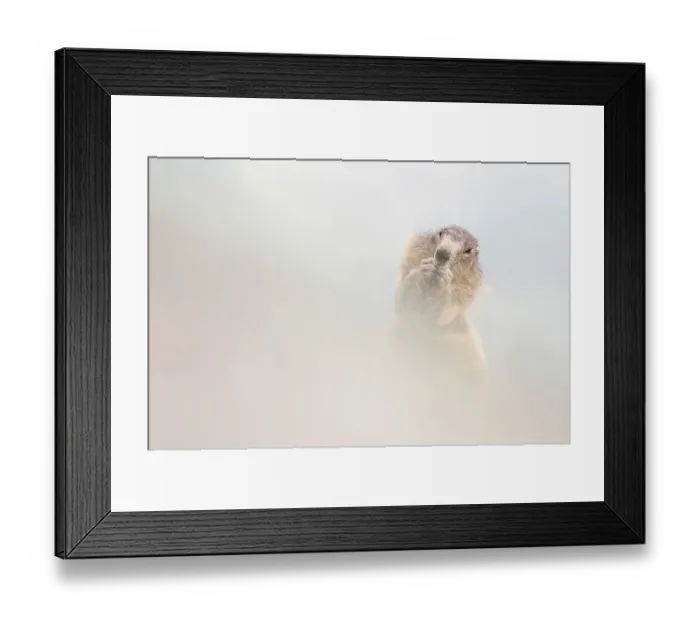 Framed Print : Alpine marmot (Marmota marmota) eating, Hohe Tauern National Park, Austria, July Framed Print : Alpine marmot (Marmota marmota) eating, Hohe Tauern National Park, Austria, July