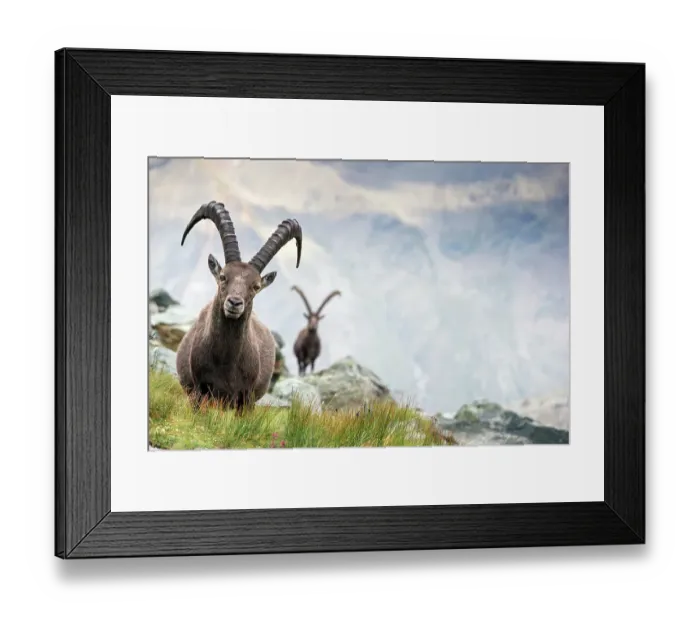 Framed Print : Alpine ibex (Capra ibex) two adult males in mountain landscape. Alps, Aosta Valley, Gran Paradiso National Park, Italy. September Framed Print : Alpine ibex (Capra ibex) two adult males in mountain landscape. Alps, Aosta Valley, Gran Paradiso National Park, Italy. September