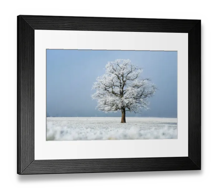Framed Print : Oak (Quercus robur) tree covered in hoarfrost in frosty field in winter, Bavaria, Germany. January Framed Print : Oak (Quercus robur) tree covered in hoarfrost in frosty field in winter, Bavaria, Germany. January