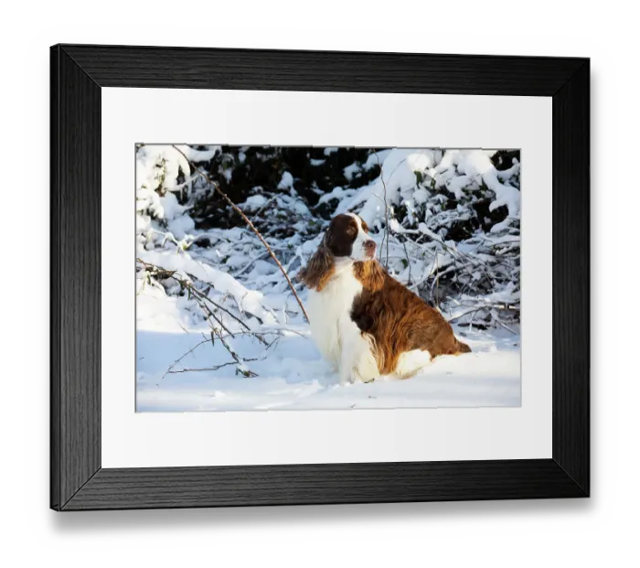 Framed Print : English springer spaniel, male, sitting in snow portrait, Waterford, Connecticut, USA. December