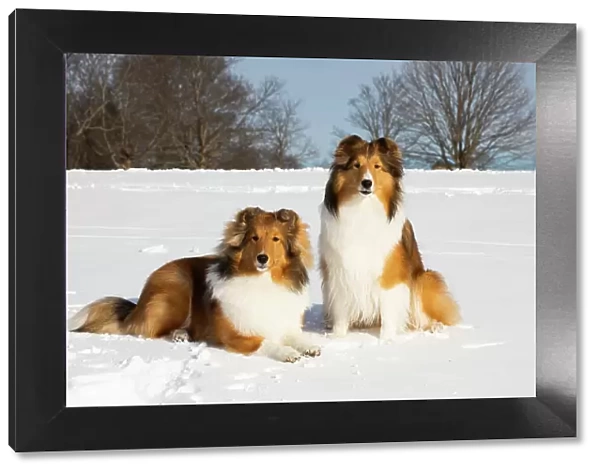 Two Shetland sheepdogs sitting and lying down in snow, portrait, Waterford, Connecticut, USA. December