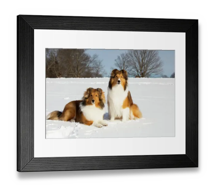 Framed Print : Two Shetland sheepdogs sitting and lying down in snow, portrait, Waterford, Connecticut, USA. December