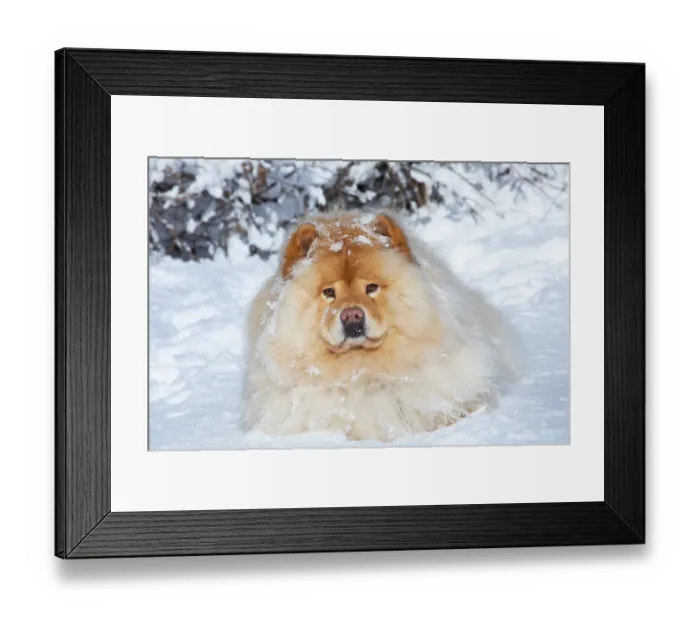 Framed Print : Chow chow lying down in winter snow, portrait, Waterford, Connecticut, USA. February Framed Print : Chow chow lying down in winter snow, portrait, Waterford, Connecticut, USA. February