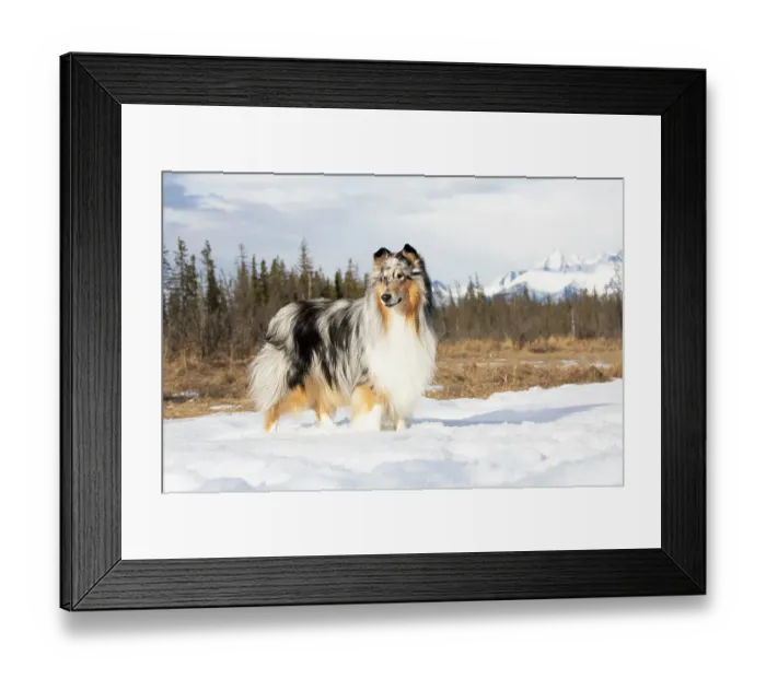 Framed Print : Collie standing in snowy, frozen marsh, Eagle River, Alaska, USA. April Framed Print : Collie standing in snowy, frozen marsh, Eagle River, Alaska, USA. April