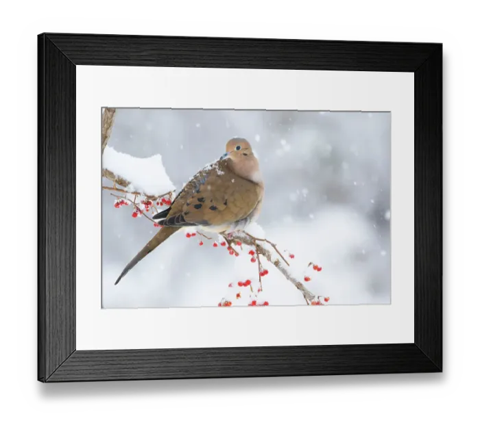 Framed Print : Mourning dove (Zenaida macroura) perched on branch in snow storm; Milford, Connecticut, USA. February