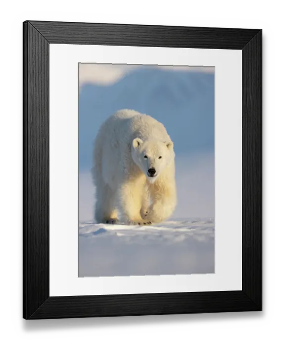 Framed Print : Polar bear (Ursus maritimus) walking across ice and snow in evening sun. Svalbard, Norway. April Framed Print : Polar bear (Ursus maritimus) walking across ice and snow in evening sun. Svalbard, Norway. April