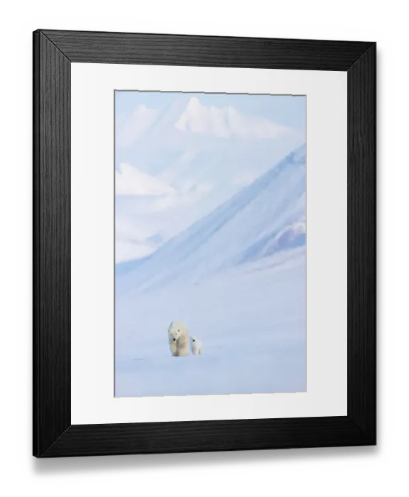 Framed Print : Polar bear (Ursus maritimus) female with cub walking over snow with mountains in background, Svalbard, Norway. April Framed Print : Polar bear (Ursus maritimus) female with cub walking over snow with mountains in background, Svalbard, Norway. April
