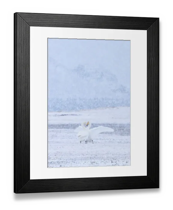 Framed Print : Whooper swans (Cygnus cygnus) pair engaged in courtship as snow falls, Myvatn lake, Iceland, March