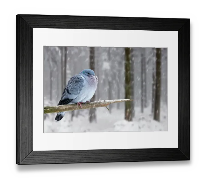 Framed Print : Stock dove (Columba oenas) with fluffed up feathers and head tucked under feathers perched in tree during snow shower in winter, Europe. February Framed Print : Stock dove (Columba oenas) with fluffed up feathers and head tucked under feathers perched in tree during snow shower in winter, Europe. February