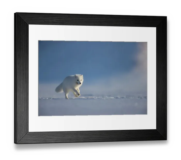 Framed Print : Arctic fox (Alopex lagopus) in winter coat, running across snow, Svalbard, Norway. April Framed Print : Arctic fox (Alopex lagopus) in winter coat, running across snow, Svalbard, Norway. April
