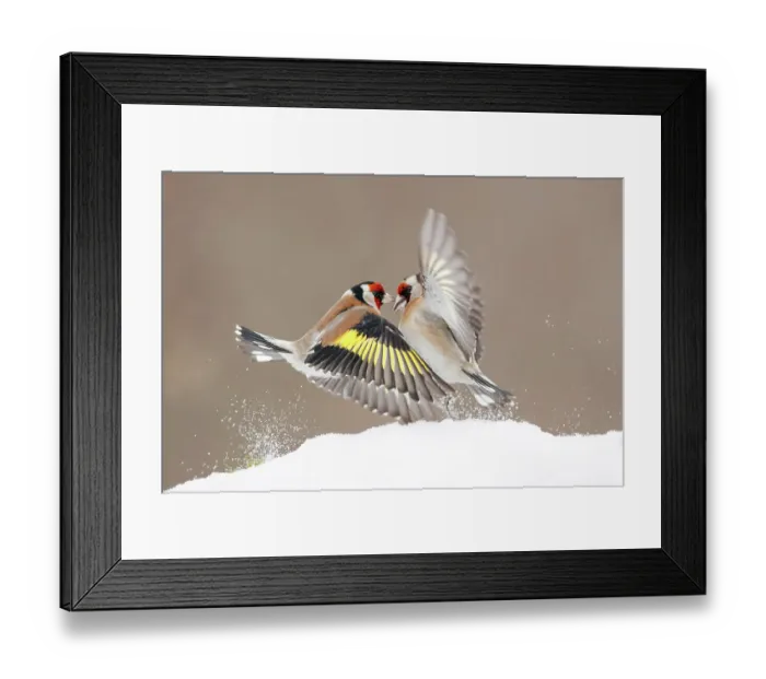 Framed Print : Two European goldfinches (Carduelis carduelis) fighting over food in snow, Wrocław, Lower Silesia, Poland. February Framed Print : Two European goldfinches (Carduelis carduelis) fighting over food in snow, Wrocław, Lower Silesia, Poland. February