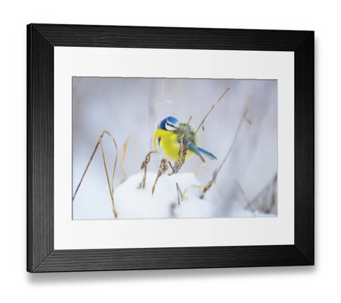 Framed Print : Eurasian blue tit (Cyanistes caeruleus) perched on snow-covered grass, puffed up to keep warm, Białowieza National Park, Poland. January Framed Print : Eurasian blue tit (Cyanistes caeruleus) perched on snow-covered grass, puffed up to keep warm, Białowieza National Park, Poland. January