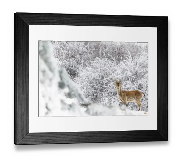 Framed Print : Iberian ibex (Capra pyrenaica), adult male, in snow covered landscape after snowfall. Sierra Nevada National Park, Andalusia, Spain. February Framed Print : Iberian ibex (Capra pyrenaica), adult male, in snow covered landscape after snowfall. Sierra Nevada National Park, Andalusia, Spain. February