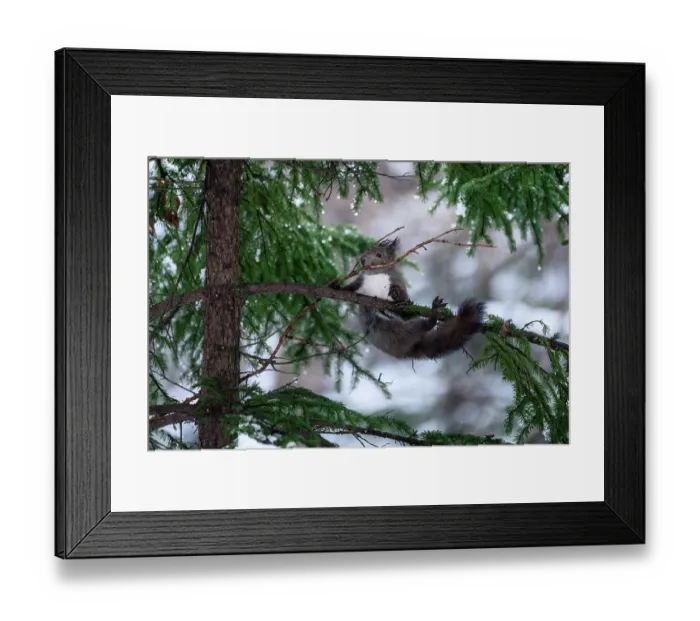 Framed Print : Japanese red squirrel (Sciurus vulgaris orientis) struggling with long branch collected for construction of nest. Hokkaido, Japan Framed Print : Japanese red squirrel (Sciurus vulgaris orientis) struggling with long branch collected for construction of nest. Hokkaido, Japan