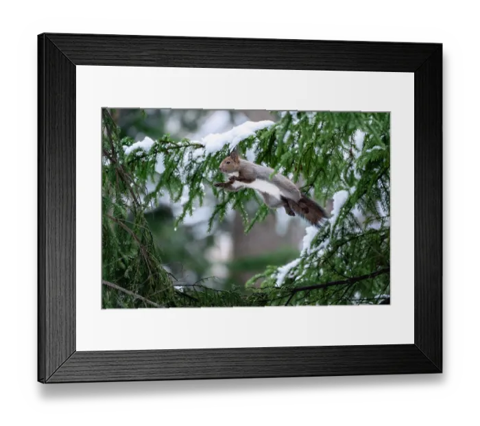 Framed Print : Japanese red squirrel (Sciurus vulgaris orientis) leaping among branches of fir tree (Abies sp) Framed Print : Japanese red squirrel (Sciurus vulgaris orientis) leaping among branches of fir tree (Abies sp)