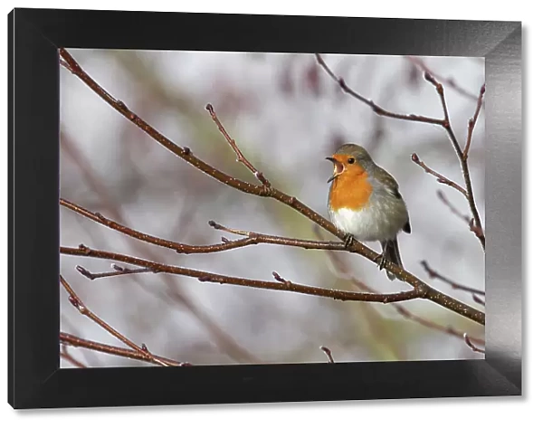 Robin (Erithacus rubecula) singing on bare tree branch, Whitlingham Country Park, Norfolk, UK. February