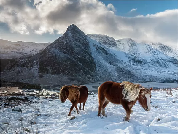 Two wild Carneddau Ponies on the snow-covered slopes of Pen yr Ole Wen, overlooking Tryfan and Llyn Ogwen. Snowdonia National Park, Bethesda, Wales, UK. December, 2022