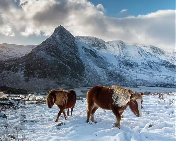 Two wild Carneddau Ponies on the snow-covered slopes of Pen yr Ole Wen, overlooking Tryfan and Llyn Ogwen. Snowdonia National Park, Bethesda, Wales, UK. December, 2022