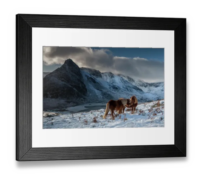 Framed Print : Two wild Carneddau Ponies mutually grooming on the snow-covered slopes of Pen yr Ole Wen, overlooking Tryfan and Llyn Ogwen. Snowdonia National Park, Bethesda, Wales, UK. December, 2022 Framed Print : Two wild Carneddau Ponies mutually grooming on the snow-covered slopes of Pen yr Ole Wen, overlooking Tryfan and Llyn Ogwen. Snowdonia National Park, Bethesda, Wales, UK. December, 2022