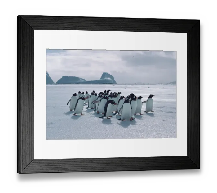 Framed Print : Gentoo penguins (Pygoscelis papua) returning over sea ice to breeding colony, Signy Island, South Orkneys, Antarctica, December Framed Print : Gentoo penguins (Pygoscelis papua) returning over sea ice to breeding colony, Signy Island, South Orkneys, Antarctica, December