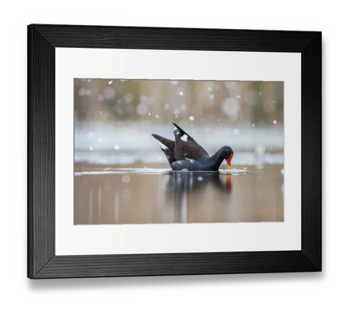 Framed Print : Moorhen (Gallinula chloropus) on water in falling snow, near Bourne, Lincolnshire, England, UK. March Framed Print : Moorhen (Gallinula chloropus) on water in falling snow, near Bourne, Lincolnshire, England, UK. March