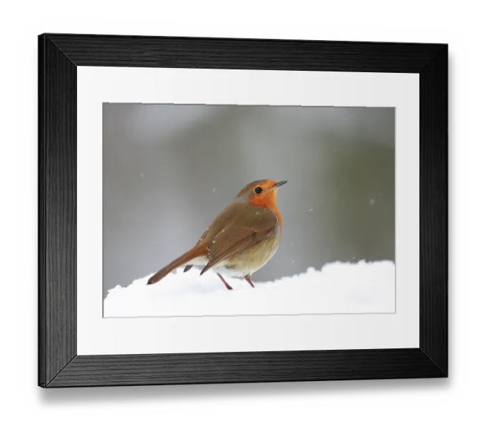 Framed Print : European robin (Erithacus rubecula) standing in snow, Bishopswood, Somerset, UK. February. Cropped Framed Print : European robin (Erithacus rubecula) standing in snow, Bishopswood, Somerset, UK. February. Cropped