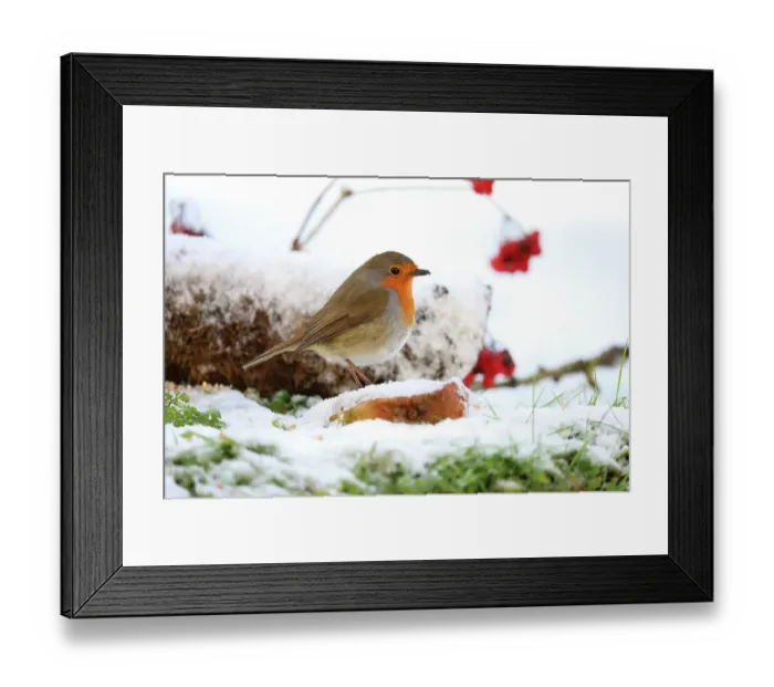 Framed Print : Robin (Erithacus rubecula) perched on fallen apple in snow, Bishopswood, Somerset, UK. January