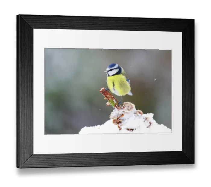 Framed Print : RF - Blue tit (Cyanistes caeruleus) perched on a stick in snow, Bishopswood, Somerset, UK. February. Cropped. (This image may be licensed either as rights managed or royalty free.) Framed Print : RF - Blue tit (Cyanistes caeruleus) perched on a stick in snow, Bishopswood, Somerset, UK. February. Cropped. (This image may be licensed either as rights managed or royalty free.)