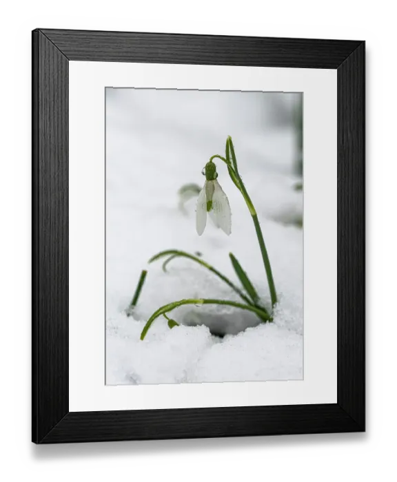 Framed Print : Snowdrop (Galanthus nivalis) in snow, Surrey, UK. March Framed Print : Snowdrop (Galanthus nivalis) in snow, Surrey, UK. March