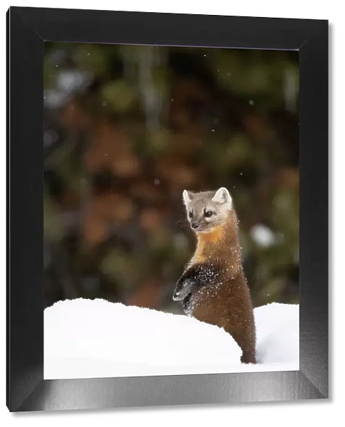 American pine marten (Martes americana) standing on hind legs in deep snow, Yellowstone National Park, USA. January