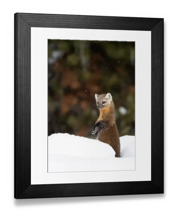 Framed Print : American pine marten (Martes americana) standing on hind legs in deep snow, Yellowstone National Park, USA. January Framed Print : American pine marten (Martes americana) standing on hind legs in deep snow, Yellowstone National Park, USA. January