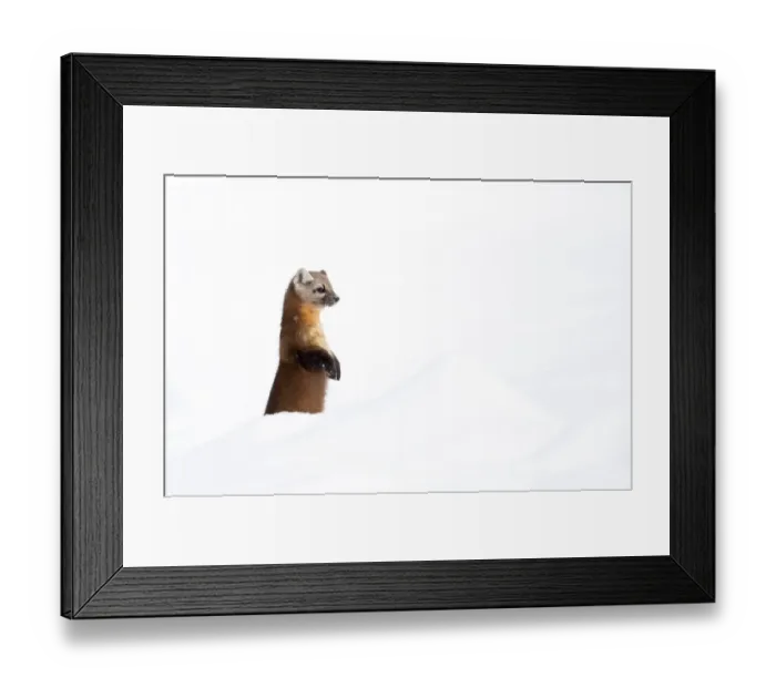 Framed Print : American pine marten (Martes americana) standing on hind legs in deep snow, Yellowstone National Park, USA. January Framed Print : American pine marten (Martes americana) standing on hind legs in deep snow, Yellowstone National Park, USA. January