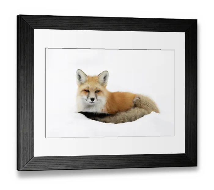 Framed Print : Red fox (Vulpes vulpes) resting in snow, Silver Gate, Yellowstone National Park, USA. January Framed Print : Red fox (Vulpes vulpes) resting in snow, Silver Gate, Yellowstone National Park, USA. January