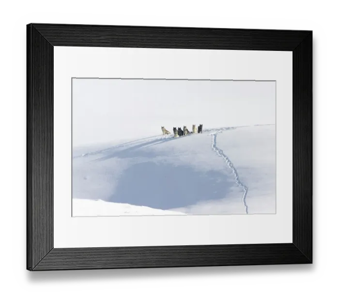 Framed Print : Grey wolf (Canis lupus) pack resting on a snow ledge, Hayden Valley, Yellowstone National Park, USA. January Framed Print : Grey wolf (Canis lupus) pack resting on a snow ledge, Hayden Valley, Yellowstone National Park, USA. January